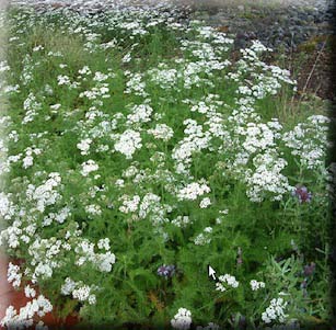 Ground Covers